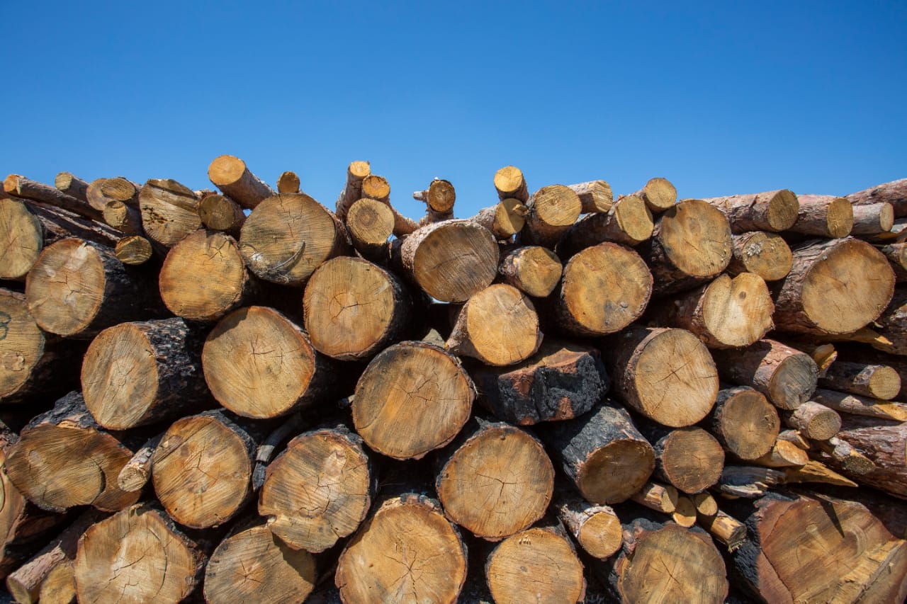 Cuidando do Meio Ambiente 